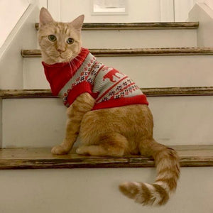 Christmas Cat Sweaters - Only Cat Shirts
