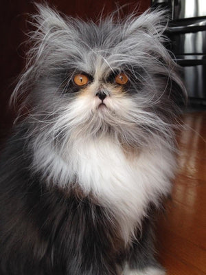 13 Cats That Hate Mondays  More Than You Do