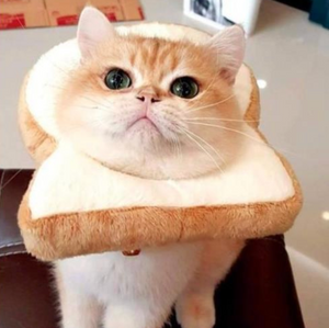 Cat Breading | Cat Costume