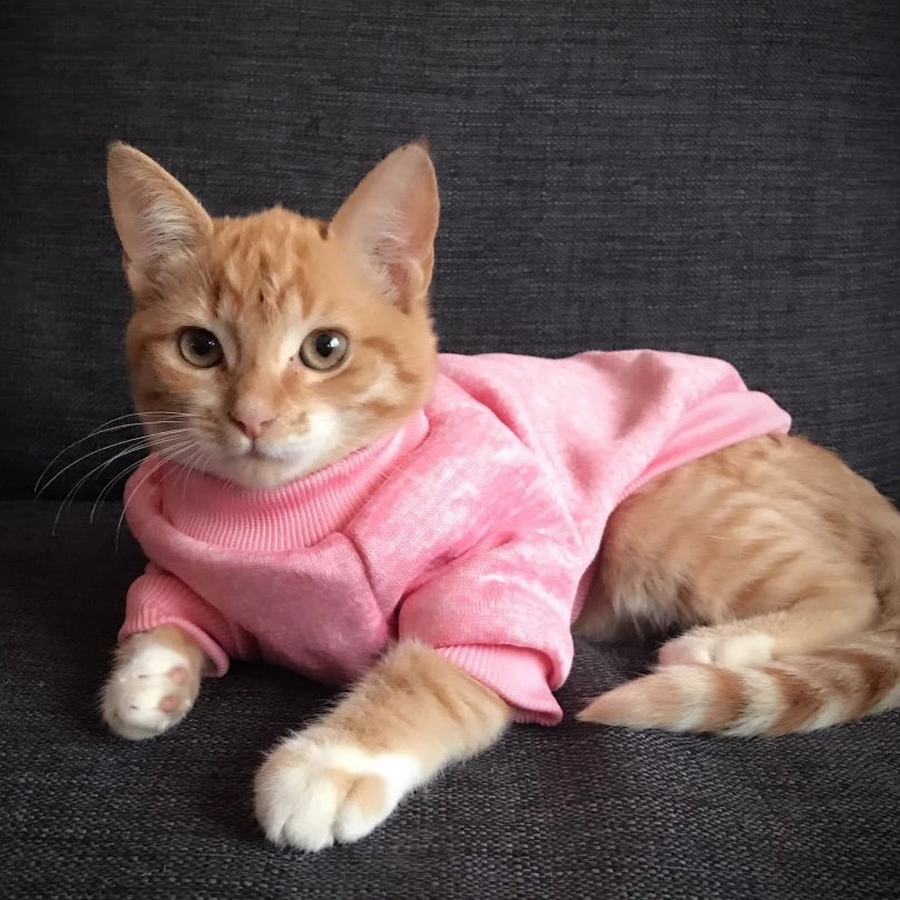 Cat in sweater cheap